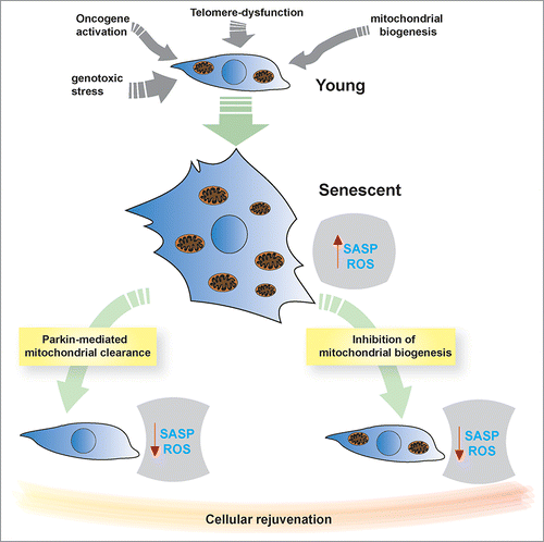 Figure 1. Modulation of mitochondrial content impacts cellular senescence. Our study shows that clearance of mitochondria via Parkin-mediated widespread mitophagy abrogated a variety of markers characteristic of cellular senescence, including reactive oxygen species (ROS) and the senescence-associated secretory phenotype (SASP). Similar beneficial effects were observed by inhibiting the mTOR-PGC-1β pathway, which we have identified as a regulator of mitochondrial biogenesis during senescence.