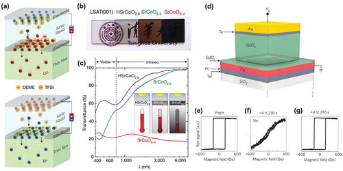 Figure 13. Optical and magnetic properties tuned by ion doping. (a–c) Tri-phase-transformation through positive or negative bias induced ionic doping of a SrCoO2.5 film. (a) Schematic figure of the device. The direct color change among the phases and transmittance measurements are shown in (b) and (c) [Citation3]. (d–g) Controlling the magnetism of Co through oxygen ion migration. The device schematic figure is shown in (d). (e–g) show the magnetic property change under different bias states [Citation104]. Reproduced with permissions from Ref. [3] © Springer Nature 2017, Ref. [104] © Springer Nature 2014.