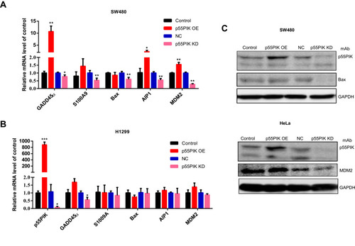 Figure 4 The interaction of p55PIK with p53 regulates the downstream genes of p53. (A) Real-time PCR assay of mRNA levels of GADD45α, S100A9, Bax, AIP1 and MDM2 in SW480 cells upon the up-regulation and down-regulation of p55PIK. Data are mean ± SEM. N = 4 independent experiments; *p < 0.05; **p < 0.01, compared with the control group. (B) The mRNA levels of GADD45α, S100A9, Bax, AIP1, and MDM2 in p53-null H1299 cells upon the up-regulation and down-regulation of p55PIK. Data are mean ± SEM. N = 4 independent experiments; *p < 0.05; ***p < 0.005 compared with the control group. (C) Western blotting assay on the regulation of protein expression of Bax and MDM2 by p55PIK.