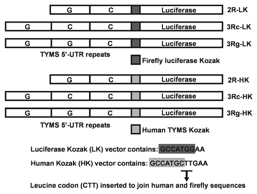 Figure 1 Structure of TYMS 5′-UTR tandem repeats-luciferase reporter constructs having Kozak sequences from firefly luciferase (LK) and human TYMS (HK) are shown. Leucine (CTT) was inserted by site mutagenesis between methionine (ATG) and glutamine (GAA) to generate constructs with native TYMS Kozak sequence GCCATGC in place of the firefly Kozak GCCATGG.