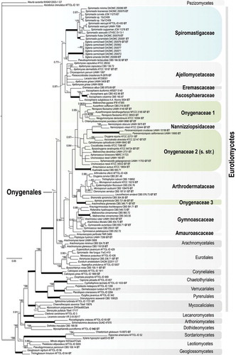 Fig. 4. Bayesian tree based on 18S + 28S sequences showing the relationship between the new genus Sigleria and new species of Spiromastix, their placement in the family Spiromastigaceae among other taxa of Onygenales and Eurotiomycetes. Clades with 1.00 Bayesian inference posterior probabilities (BI-PP) and 100% maximum likelihood bootstrap branch support (ML-BS) are indicated by thick black lines. Clades with > 0.95 BPP and 80% ML-BS are indicated by thicker gray lines, with the corresponding support values indicated; the BI-PP value is to the left and the ML-BS to the right. Asterisks indicate Bayesian posterior probabilities of 1.00 or maximum likelihood bootstrap branch support of 100%. Dashes indicate support values lower than 0.96 BPP or 80% ML-BS. Some support values for terminal branches were removed to reduce clutter. GT indicates that the strain represents the type species of its genus and ET indicates ex-type cultures. GenBank accession numbers for all sequences are provided (Supplementary table I).