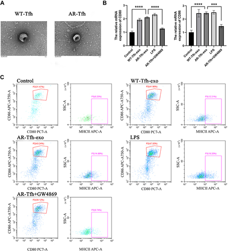 Figure 3 Tfhs secrete exosomes and AR-derived Tfh exosomes promote DC maturation. (A) Morphology of exosomes isolated from WT or AR mice by scanning electron microscopy. Scale bar represents 100 nm. (B) Comparison of relative mRNA expression level (mean ± standard error of at least three independent experiments) of CD80 and CD86 in the DCs treated with control (no treatment), WT mice-derived Tfh exosome, AR mice-derived Tfh exosome, LPS, or WT mice-derived Tfh exosomes with the addition of GW4869. *** P < 0.001; **** P < 0.0001. (C) Flow cytometry results of DC cell surface expression of the co-stimulatory molecules CD80, CD86 and MHCII in control (no treatment), WT mice-derived Tfhs exosome, AR mice-derived Tfhs exosome group, LPS, or WT mice-derived Tfh exosomes with the addition of GW4869 group. Dot plots with the label for the proportion of CD80+ CD86+ or MHCII+ cells are representative of at least three independent experiments.