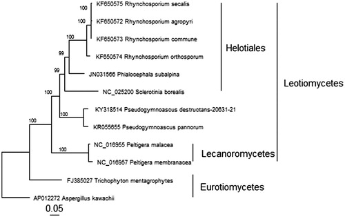 Figure 1. Phylogenetic relationship between P. destructans and representatives of related ascomycete species based on concatenated nucleotide sequences of 13 protein-coding genes: atp6, atp8, cob, cox1, cox2, cox3, nad1, nad2, nad3, nad4, nad4L, nad5, and nad6 for a total of 10,372 characters. All non-P. destructans sequences were obtained from GenBank with accession numbers shown before the species names.
