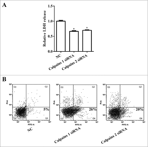 Figure 4. The effect of calpains on membrane permeability and cell apoptosis in the lobar pneumonia. A. LDH release was used to detect cell membrane permeability in MRC-5 cells. B. The flow cytometry identified cell apoptosis in MRC-5 cells with calpains silence. NC, negative control; si, small interfering; LDH, lactate dehydrogenase; PI, Propidium iodide.*, P < 0.05.