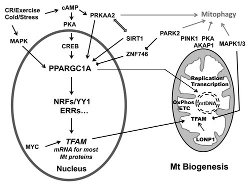 Figure 2. The regulation of mitochondrial biogenesis by the PPARGC1A-NRF1-TFAM pathway. PPARGCA is activated in response to environmental (cold), physiological [exercise or caloric restriction (CR)] or pathological stimuli (oxidative stress). One major pathway involves PKA phosphorylation of CREB that in turn activates PPARGC1A and multiple transcription factors (NRFs, YY1, ERRs, etc.) to result in the synthesis of both nDNA-encoded mitochondrial proteins and mitochondrial transcriptional regulators such as TFAM. TFAM in turn functions to stabilize mtDNA and promote the synthesis of mtDNA-encoded subunits of the electron transport chain (OxPhos/ETC). cAMP-associated phospho-activation and/or deacetylation by SIRT1 increases the activity of PPARGC1A. PPARGC1A can also traffic to mitochondria, where it interacts with TFAM at the mtDNA D-loop. Several major signaling pathways such as MAPK1/3, MYC, MAPK12, and PARK2 are also implicated in modulating mitochondrial biogenesis at different levels. In addition, the PRKAA2, PINK1-PARK2, PKA, and MAPK1/3 pathways also regulate mitophagy, potentially serving to coordinate overall changes in mitochondrial content.