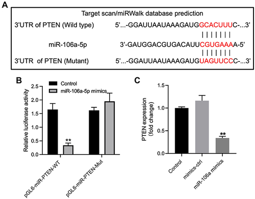 Figure 4 PTEN was identified to be the downstream target of miR-106a-5p. (A) The downstream mRNA of miR-106a-5p was predicted by targetscan. (B) The relative luciferase activity in WT/MT-PTEN was assessed by dual luciferase assay. (C) Glioma cells were transfected with mimics-ctrl or miR-106a-5p mimics. The level of PTEN in glioma cells was investigated by RT-qPCR. **P< 0.01 compared to control.
