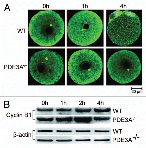 Figure 5 (A) Immunoflourescence of Cyclin B1 in cultured oocytes (30 oocytes each time point) was performed as described in methods. In fresh WT oocytes, Cyclin B1 signal (green) was primarily in the cytoplasm, with some localization at MTOCs. Within 1 h, Cyclin B1 immunofluoresence increased in nucleus, and within 4 h, localized to the spindle apparatus and centrosomes. In cultured PDE3A-/- oocytes, Cyclin B1 localization did not change, even after 4 h incubation. n = 3 experiments. (B) Western blots. At the indicated times, cultured oocytes (40 oocytes/time point) were collected, and lysates were prepared and subjected to SDS PAGE/western blots as described in methods. Immunoreactive Cyclin B1 seems to transiently increase and then decrease in cultured PDE3A-/- oocytes. n = 3 experiments. Bar, 20 µm.