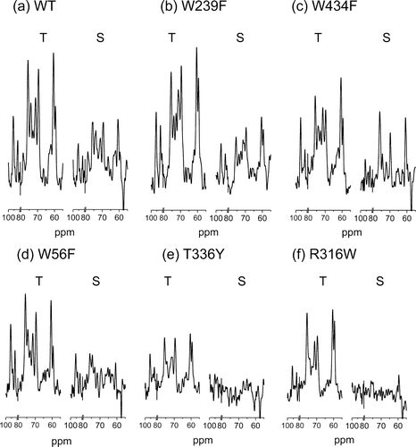 Figure 4.  13C CP-MAS NMR spectra (obtained with a contact time of 10 msec) of E. coli inner membrane preparations containing: (a) WT GalP or the mutants (b) W239F, (c) W434F, (d) W56F, (e) T336Y and (f) R316W, all with 10 mM D-[U-13C]glucose. Each spectrum was obtained with 3072 scans over 52 min. In each panel the spectra for the total binding of D-[U-13C]glucose (T = specific + non-specific binding) in WT or mutant GalP membranes (left) are shown normalized to the background signal intensity (in the 10–80 ppm and 160–180 ppm frequency ranges) so as to achieve the closest correspondence of the background signals in each spectrum. The right spectrum in each panel (S = specific binding) shows peaks only from D-[U-13C]glucose bound specifically to GalP. These were obtained by subtracting from each scaled spectrum (representing specific + non-specific binding on the left) the spectrum of the same samples obtained after incubation in the presence of the inhibitor forskolin (2 mM) to block glucose from the specific binding site in GalP (representing non-specific binding). The residual peak intensities thus reflect the binding affinities of WT GalP and the mutant forms for D-glucose.