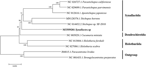 Figure 1. Phylogenetic trees based on the concatenated nucleic acid of 13 protein-coding genes. The branch lengths are determined with ML analysis.