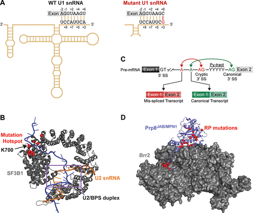 Figure 3. Trans-acting mutations in spliceosomal components implicated in human disease. (A) Schematic of U1 snRNA base pairing with a 5'-SS. U1 snRNA mutations in cancer can activate cryptic splice site usage by changing this base pairing. (B) SF3B1 (grey) binds the intronic BPS (blue)/U2snRNA (orange) duplex. Mutations frequently observed in blood cancers are shown in red and interact with the intronic RNA just downstream of the BPS. PDB: 5Z56 (C) Schematic representation of coupling between BPS and 3'-SS usage. (D) Interactions between the PRP8 JAB/MPN1 domain (purple) and Brr2 helicase (grey). RP mutations are shown in red. PDB:4KIT.