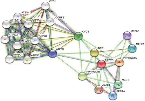 Figure 2 Genes related to ERRα obtained from STRING database analysis.Notes: Each node represents different proteins: among them, <img> is the target protein of ERRα. Edges: <img>, from the curated database; <img>, experimentally determined; the remaining colors are all predicted interactions.Abbreviation: ERRα, estrogen-related receptor α.