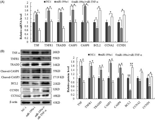 Figure 7. MiR-199a regulates proliferation in rat hepatocyte via TNF-α/TNFR1/TRADD/CASPASE8/CAPASE3 signalling pathway. (A) qRT-PCR analysis for TNF-α, TNFR1, TRADD, CASPASE8, and CAPASE3, BCL2, CCND1 and CCNA2 in rat hepatocyte BRL-3A after co-transfection with siR- TNF-α, miR-199a inhibitor (miR-199a-i) or its negative control (NC-i). (B) Western blot analysis for TNF-α, TNFR1, TRADD, CASPASE8, and CAPASE3, BCL2, CCND1, and CCNA2 in rat hepatocyte BRL-3A after co-transfection with siR-TNF-α, miR-199a inhibitor (miR-199a-i) or its negative control (NC-i). All data are represented as the mean ± SD.*p < .05, **p < .01.