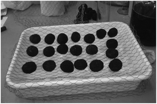 Figure 1. Tray with seeds over mesh wire to perform the Accelerated Aging Test.