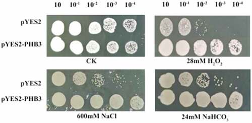 Figure 4. Growth of slPHB3 transgenic yeast cells under salt stress. Ten-fold dilutions of yeast cells containing pYES2 (upper line) and pYES2-slPHB3 vector (lower line) were spotted onto solid YPG media supplemented with the indicated stresses. No treatment is a control (CK).