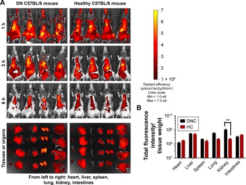 Figure 8 In vivo fluorescence imaging of PPPCy5-RH-NPs in the DN and healthy C57BL/6 mice.Notes: The mice were i.v. treated with PPPCy5-RH-NPs and observed from 1 to 6 h by IVIS Lumina III; at the end of in vivo fluorescence imaging, the organs were dissected and measured (A). Fluorescent quantitative analysis by total fluorescence intensity per organ (B). **P < 0.01 vs HC group.Abbreviations: Cy5, cyanine 5; DN, diabetic nephropathy; DNC, DN control; HC, healthy control; i.v., intravenously; Max, maximum; Min, minimum; RH, rhein; RH-sol, RH solution.