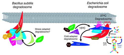 Figure 4. RNA helicases and stress adapted RNA degradosomes. Subunit composition of the B. subtilis and E. coli degradosome is diagrammed. Under normal and conditions at 37°C, the E. coli degradosome protein subunits are shown with the identified protein-protein interactions indicated by overlapping symbols. The non-catalytic C-terminal domain of RNase E acts as the scaffold for subunit assemblyCitation109 and associates with the membrane via an amphipathic α-helix.Citation92 RNase E and RhlB independently form helical cytoskeletal structures.Citation112,Citation113 RhlB interacts directly with RNase E and PNPase at 37°C. In response to cold stress, RhlB can be exchanged with DeaD (in vitro and in vivo) or RhlE (in vitro) to produce a cold stress degradosome.Citation93,Citation94 Stoichiometry of subunits is not known, however a model in which PNPase:RNase E:enolase:RhlB associate in a ratio of 4:3:8:8 binding to the C-terminus of RNase E has been proposed.Citation131 Similar to E. coli, the B. subtilis and Staphylococcus aureus degradosomes assemble on RNase Y (RNase E equivalent)Citation105 and are composed of the RNA helicase CshA (RhlB equivalent), enolase and PnpA (PNPase equivalent). In addition the complex contains the RNases J1, J2 and RnpA and the glycolytic enzyme, phosphofructokinase (Pfk).Citation103,Citation104 RNase Y contains a single transmembrane domain, anchoring the complex in the membraneCitation105 but it is not known if the Bacillus degradosome complex forms helical cytoskeletal structures similar to those observed in E. coli. CshA interacts directly with enolase, Pfk and PnpA however evidence for exchange with other helicases in response to low temperature, although it could not be ruled out, possibly does not occur as CshA levels remain unaltered in response to growth conditions.Citation107 The diversity of interacting proteins provides the potential for alteration of degradosome composition in response to a range of abiotic stress conditions in B. subtilis.