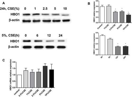 Figure 5 Effect of HBO1 expression in HBECs exposed to CSE. (A) HBO1 protein levels in HBECs were measured by Western blot. (B) Densitometry was performed to measure HBO1 protein levels, which were normalized to β-actin levels. (C) HBO1 mRNA levels in HBECs exposed to CSE for 24 h were measured by real-time PCR. Results are expressed as mean±SD. *P<0.05 compared with the control group.