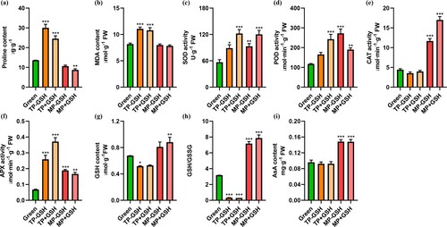 Figure 6. a) Proline content, (b) lipid peroxidation level, (c) SOD activity, (d) POD activity, (e) CAT activity, (f) ascorbate peroxidase (APX) activity, (g) reduced glutathione (GSH) content, (h) GSH/GSSG, (i) AsA contents of tomato fruits at different stages of ripening: immature green (Green), turning-color period with and without GSH treatment (TP+GSH and TP-GSH, respectively), and mature period with and without GSH treatment (MP+GSH and MP-GSH, respectively). Pairwise analysis of variance was used to detect differences in comparison to green fruits. *P<0.05, **P<0.01, ***P<0.001.