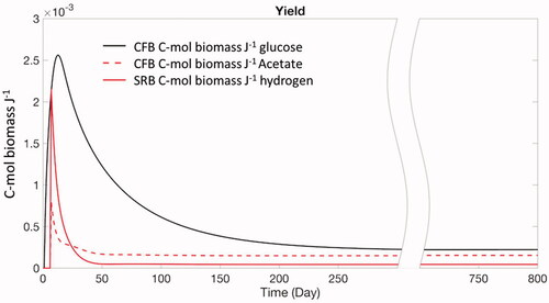 Figure 4. Non-steady state baseline simulation: growth yields in moles biomass carbon produced per unit catabolic energy biomass generated for the three different electron donors.