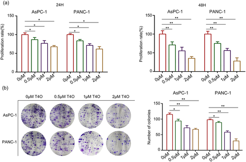 Figure 1. T4O inhibits PC cell proliferation in vitro. (a) AsPC-1 and PANC-1 cells were treated with different concentrations (0, 0.5, 1 and 2 μM) of T4O; CCK-8 assay was used to detect the proliferation in each group. (b) Colony formation assay was used to detect the colony formation of PC cells treated with different concentrations (0, 1, 2 and 4 μM) of T4O. *, P < 0.05; **, P < 0.01.