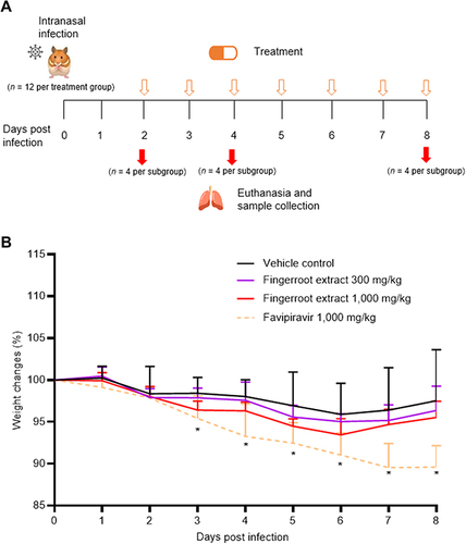 Figure 2 Animal experimental scheme and weight changes after infection and treatment. (A) The scheme of the animal study design (orange arrows: treatment; red arrows: euthanasia). (B) Weight changes in percentage, after infection and treatment (n = 12 per treatment group, 4 per subgroup). Statistical analysis was performed by using one-way ANOVA: *p < 0.05.