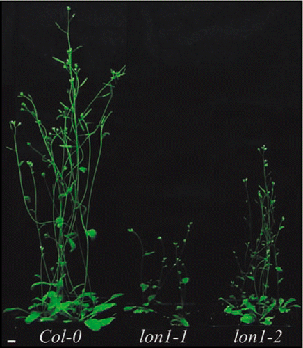 Figure 1 The growth phenotype of lon1 mutants. Growth retardation of lon1-2 plants is milder than the lon1-1 mutant allele. Bar: 1 cm.