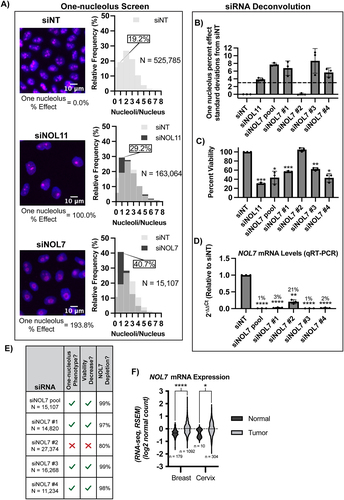 Figure 2. NOL7 regulates nucleolar function in human cells.