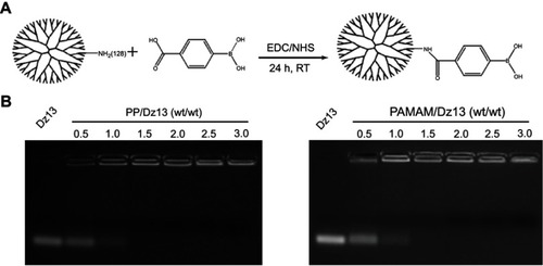Figure 1 (A) The synthetic illustration of the gene carrier PP and (B) gel retardation assay for the Dz13 binding and condensation ability of PP and PAMAM.Abbreviations: PP, phenylboronic acid-functionalized polyamidoamine; PAMAM, polyamidoamine; EDC/NHS, 1-[3-(dimethylamino)propyl]-3-ethyl carbodiimine/N-hydroxysuccinimide; RT, room temperature.