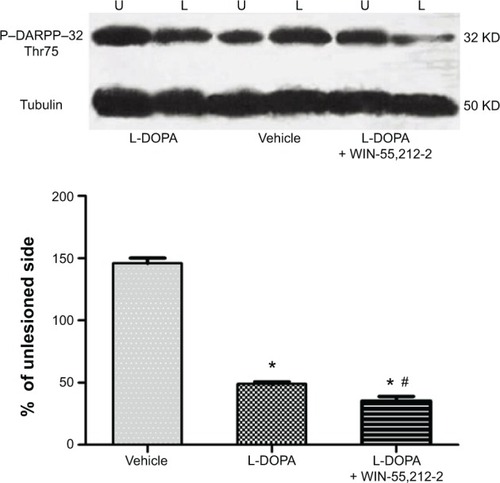 Figure 3 Effects of chronic administration of WIN-55,212-2 on L-DOPA-stimulated DARPP-32 phosphorylation in 6-OHDA-lesioned rats.