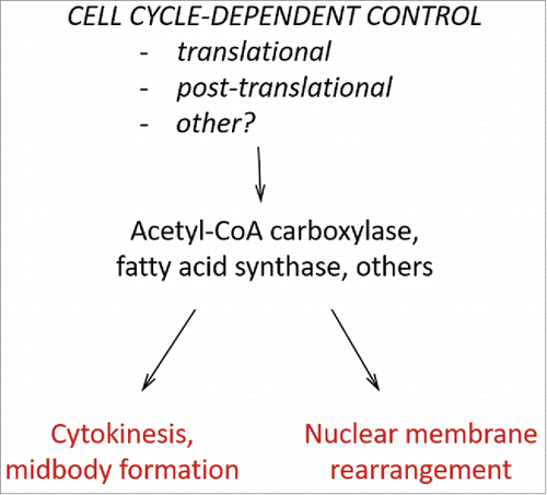 Figure 1. Cell cycle-dependent control of lipid metabolism drives cell cycle transitions and formation of cell cycle landmarks. Expression of enzymes of lipid metabolism, such as acetyl-CoA carboxylase and fatty acid synthase, is regulated in the cell cycle by several mechanisms (including translational control), underscoring lipid requirements for progress through cell cycle transitions.