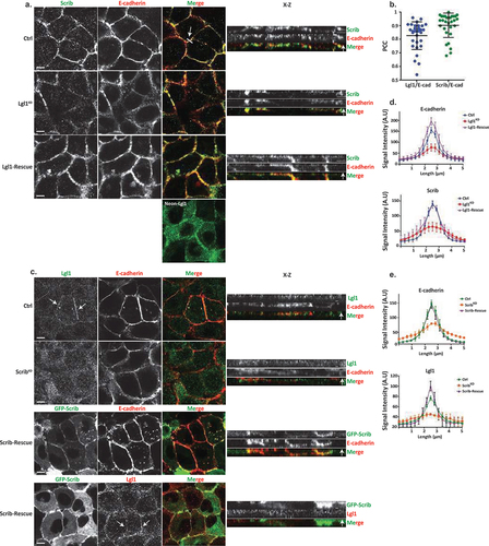 Figure 1. Lgl1 and Scrib regulate E-cadherin localization at AJs. (a) A549 tet-shLgl1 cells without (Ctrl) and with Dox (Lgl1KD) and A549 tet-shLgl1-Neon-Lgl1 with Dox (Lgl1-rescue) were fixed and immunostained for Scrib and E-cadherin. Neon-Lgl1 only is shown at the bottom of A. Left, representative images from Z-stack of E-cadherin and Scrib from the apical side, scale bar, 10 µm. White arrow points at the line used to measure the signal of fluorescence intensity at AJs presented in D. Right, Z-stack constructed from serial optical sections along apico-basal axis. White arrow indicates apical direction along apico-basal axis in Z-stack. Scale bar, 5 µm. (b) Pearson correlation coefficient (PCC) between the fluorescence intensity of endogenous E-cadherin and Scrib or Lgl1. Results are mean ± SD, n = 30. (c) A549 tet-shscrib without (Ctrl) and with Dox (ScribKD) and A549 tet-shScrib-GFP-Scrib with Dox (Scrib-rescue) cell lines were fixed and immunostained for Lgl1 and E-cadherin. Left, representative images from Z-stack of E-cadherin and Lgl1 from the apical side, scale bar, 10 µm. Arrows indicate Lgl1 localization at AJs. Right, Z-stack obtained as described above. White arrow indicates apical direction along apico-basal axis in Z-stack. Scale bar, 5 µm. (d) fluorescence intensity of endogenous E-cadherin or Scrib measured at AJs in the indicated cell lines. Results are mean ± SD, for E-cadherin n = 45–80, for Scrib n = 60. (e) fluorescence intensity of endogenous E-cadherin or Lgl1 measured at AJs in indicated cell lines. Results are mean ± SD, for E-cadherin n = 50–70, for Lgl1 n = 60. A.U.: arbitrary units.