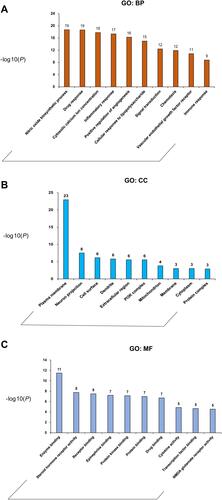 Figure 2 GO term performance of the major hubs. (A) GO: BP; (B) GO: CC; (C) GO: MF. The abscissa stands for GO terms, the ordinate stands for minus log 10(P).