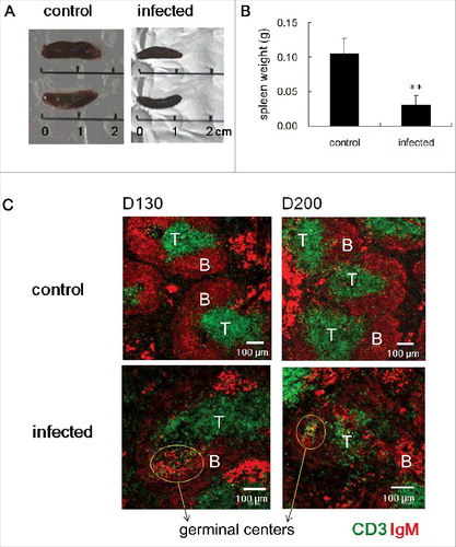 Figure 1. ME7-infected spleens at end-stage prion disease were smaller and have impaired T-zone structure and increased germinal center reactions. (A) Size and of (B) weight the spleens of control and ME7-infected mice at the end stage of prion disease. **, p < 0.01. (C) Confocal images of spleen sections from control and ME7-infected mice at the indicated times (130 and 200 days after injection). Immunofluorescent staining indicates CD3 (green, T cell marker) and IgM (red, B cell marker), and scale bar represents 100 μm. Yellow circles indicate germinal centers. N = 6 control and 6 ME7-infected mice.