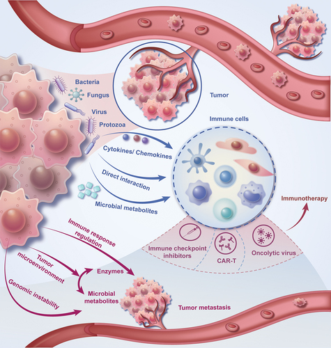 Figure 1. The composition of the tumor microenvironment, the mechanism of microbial immune regulation, the influence of tumor microorganisms on tumor metastasis, and the interaction between tumor microorganisms and immunotherapy.