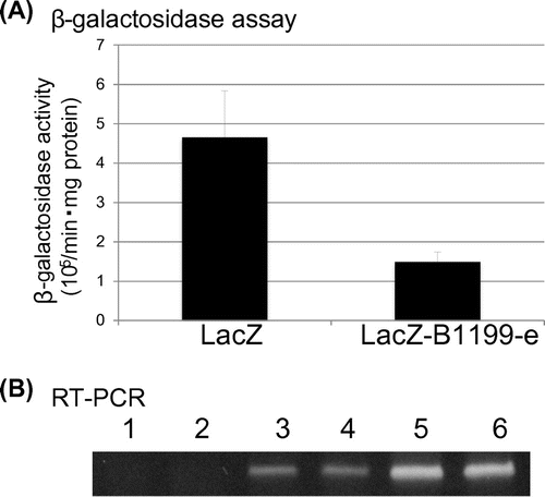 Fig. 4. β-galactosidase assay using extracts from cells carrying pREP1-LacZ or pREP1-LacZ-B1199-e.