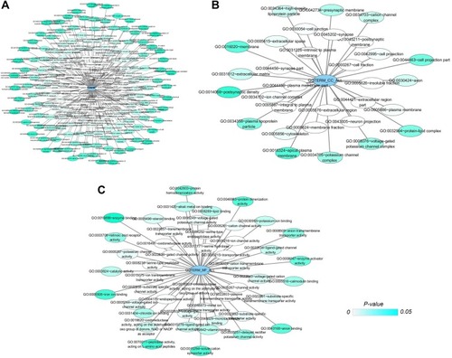 Figure 2 Networks of gene ontology (GO) terms of CDH16 co-expressed genes in PTC.Notes: (A) Network of biological processes (BPs) of CDH16 co-expressed genes. (B) Network of cellular components (CCs) of CDH16 co-expressed genes. (C) Network of molecular functions (MFs) of CDH16 co-expressed genes. In those networks, only terms with statistically significant (P < 0.05) are displayed. Each node represents a GO term, and the node color indicates the P-value of a GO term.