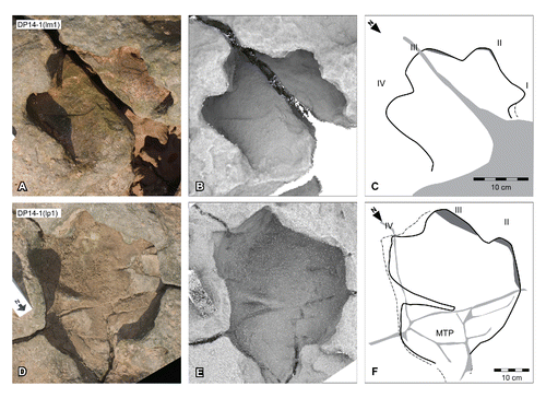 FIGURE 45. Garbina roeorum, ichnogen. et ichnosp. nov., from the Yanijarri–Lurujarri section of the Dampier Peninsula, Western Australia. Left manual impression, UQL-DP14-1(lm1), preserved in situ as A, photograph; B, ambient occlusion image; and C, schematic interpretation. Left pedal impression, UQL-DP14-1(lp1), preserved in situ as D, photograph; E, ambient occlusion image; and F, schematic interpretation. Abbreviations: MTP, metatarsal pad impression. See Figure 19 for legend.