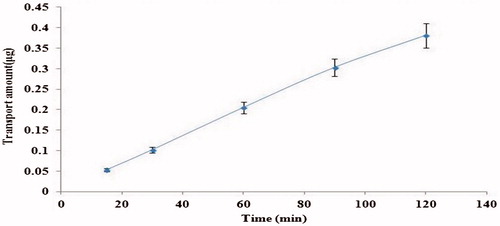 Figure 1. Time effects on the transport of OMT (10−4 M) across MDCK cell monolayers on AP side at 37 °C. Each point represents the mean ± SD of three different cell monolayers.