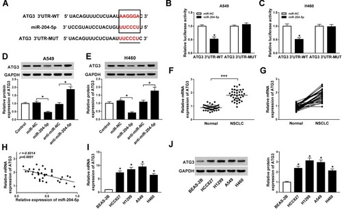 Figure 4 ATG3 is a target of miR-204-5p. (A) The putative binding sites between ATG3 and miR-204-5p. (B, C) Luciferase activity of A549 (B) and H460 cells (C) co-transfected with ATG3 3ʹUTR-WT or ATG3 3ʹUTR-MUT and miR-204-5p or miR-NC. (D, E) Protein expression of ATG3 in A549 (D) and H460 cells (E) transfected with miR-204-5p, anti-miR-204-5p, anti-miR-NC or miR-NC. (F, G) The expression of ATG3 in NSCLC tumor tissues and normal tissues. (H) The correlation between ATG3 and miR-204-5p (r=−0.6014, P<0.0001). (I, J) The expression of ATG3 mRNA (I) and protein (J) in NSCLC cell lines (HCC827, H1299, A549, H460) and human bronchial epithelial cells BEAS-2B. *P<0.05, ***P<0.001.