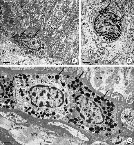 Figure 10. Hemocytes in the neighborhood of L. forficatus midgut. (a) Hemocytes (hc) in animals from the control group. Digestive cells (dc), basal lamina (bl), electron dense granules (black arrows), mitochondria (m), visceral muscles (vm), nucleus (n). TEM. Scale bar = 2 µm. (b) Hemocytes (hc) located among digestive cells. Animals treated with cadmium for 12 days. Digestive cells (dc), basal lamina (bl), nucleus (n), electron dense granules (black arrows). TEM. Scale bar = 1.5 µm. (c) Hemocytes (hc) located in the hemocoel in the neighborhood of visceral muscles (vm) and basal lamina (bl). Animals treated with cadmium for 45 days. Digestive cells (dc), electron dense granules (black arrows), mitochondria (m), cisterns of ER (ER). TEM. Scale bar = 0.6 µm