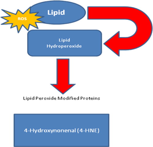 Figure 2. Formation of lipid hydroperoxides. A great variety of compounds are formed during lipid peroxidation of membrane phospholipids.