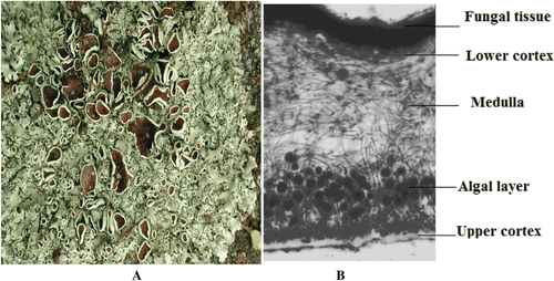 Figure 1.  (A) Lichen thallus, (B) Vertical section of a foliose lichen thallus, showing (bottom to top) the upper cortex of compact fungal tissue (mycobiont), the algal layer (phycobiont), medulla of loosely interwoven hyphae, and the lower cortex of compacted dark brown fungal tissue (mycobiont).
