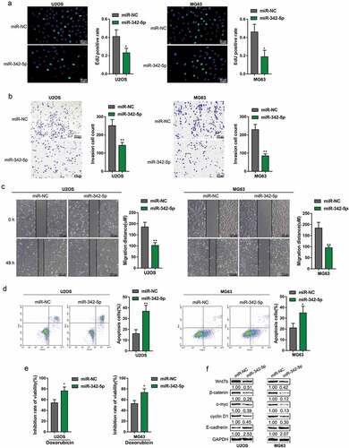 Figure 3. Effects of miR-342-5p on OS cells and Wnt7b