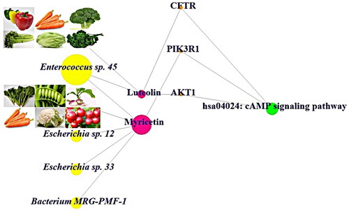 Figure 6. Network of the gut microbiota or natural resources-metabolites-targets-key signalling pathway (GNMTK).