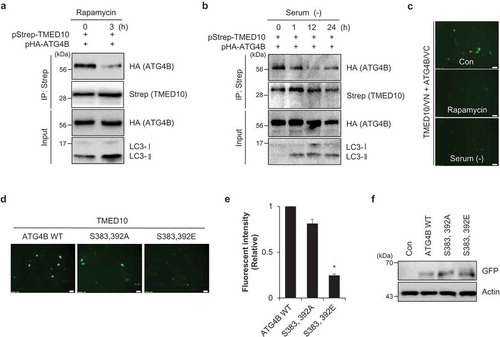 Figure 5. TMED10-ATG4B interaction is diminished upon activation of autophagy. (A) SH-SY5Y cells transfected with pStrep- TMED10 and pHA-ATG4B were additionally treated with rapamycin (5 μM) for 3 h. The cells were harvested and subjected to immunoprecipitation using the indicated antibodies conjugated to Strep beads. The samples were analyzed by western blotting with the indicated antibodies. (B) SH-SY5Y cells overexpressing Strep-tagged TMED10 and HA-tagged ATG4B were incubated under serum-free conditions (–) for the indicated times. Then, the cells were subjected to immunoprecipitation using antibodies conjugated to Strep beads, and analyzed by western blotting with the indicated antibodies. (C) SH-SY5Y cells were transfected with the BiFC plasmids (pVC155-ATG4B and pVN173-TMED10) and treated with 5 μM rapamycin for 3 h, or incubated under serum-starved conditions for 24 h. Then, the fluorescence signals were imaged (C). (D-F) SH-SY5Y cells were transfected with pVC155-ATG4B (ATG4/VC), pVC155-ATG4BS 383,392A (S383,392A/VC) and pVC155-ATG4B S383,392E (S383,392E/VC) with pVN173-TMED10 (TMED10/VN). The fluorescent cells were imaged (D) and measured the fluorescence intensity with a microplate reader (E). Then, the cells were analyzed by Western blotting using GFP antibody (F). Scale bar: 20 μm. Data are presented as mean ± SEM (n = 3, ** P < 0.01).