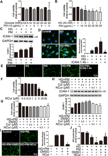 Figure 1 PM impaired cell viability and induced ICAM-1 expression in HG-treated ECs, whereas NCur reversed these effects.