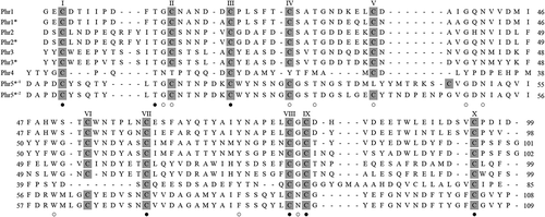 Figure 5. Amino acid sequences of Euplotes octocarinatus pheromones. The pheromone designations are as reported in Brünen-Nieweier et al. (Citation1998) and Möllenbeck and Heckmann (Citation1999), where the presence or absence of an asterisk indicates pheromones isolated from strains of presumably different “syngens” (i.e. genetic species). Sequence alignment is based on the Clustal W algorithm and optimized by deliberate gap insertions. Cysteine residues are shadowed and residue numbers of each sequence are reported on the right. Fully conserved residues are marked by filled dots, and light dots indicate the positions characterized by variations of a single amino acid.