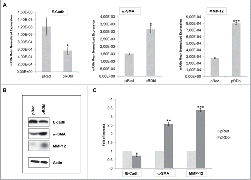 Figure 1. EMT induction by Dbl oncogene. (A) qRT-PCR analysis of genes involved in EMT. 2 μg of total RNA were reverse-transcribed and qRT-PCR was conducted in triplicate for each target transcript. Expression changes of genes were evaluated in relation to the values obtained in parallel for 2 reference genes. The average results from 3 independent experiments were calculated and represented. The mean values (± SD) are indicated. *P < 0.05; ***P < 0.001. (B) Confirmation of qRT-PCR analysis by Western Blot. Total cell lysates from pRed and pRDbl cells were blotted with anti-E-cadherin, anti-α-SMA and anti-MMP12 antibodies. Actin was used as a loading control. Representative photomicrographs are shown. (C) The optical density of the films was scanned and measured and the average results from 3 independent experiments were calculated and represented; *P < 0.05; **P < 0.005; ***P < 0.001.