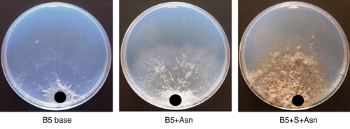 Figure 5. In vitro effect of asparagine (Asn, 5mM) on the growth and sporulation of B. cinerea grown on Gamborg B5 salt base medium (B5 base: with no carbon and nitrogen sources). Sucrose (S) was used as carbon source. The black circles indicate the place of the inoculation plaque.
