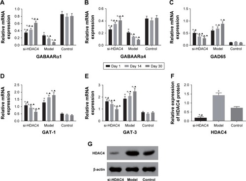 Figure 1 The relative mRNA levels of GABAARα1 and GABAARα4 increased and levels of GAD65, GAT-1, and GAT-3 decreased in epilepsy rats treated with si-HDAC4.